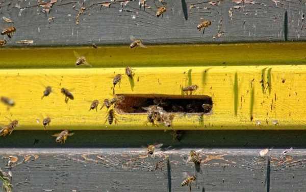蜜蜂蜂箱的飞虫怎么处理（蜜蜂蜂箱里有虫怎么办）