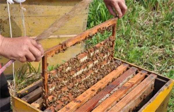 蜜蜂蜂箱的飞虫怎么处理（蜜蜂蜂箱里有虫怎么办）