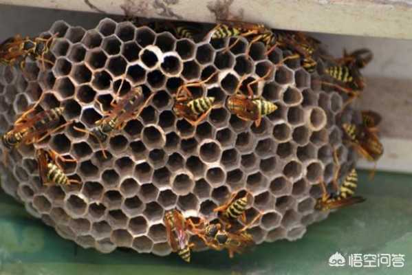  蜜蜂蜂巢是怎么回事「蜜蜂蜂巢有什么作用与功效」