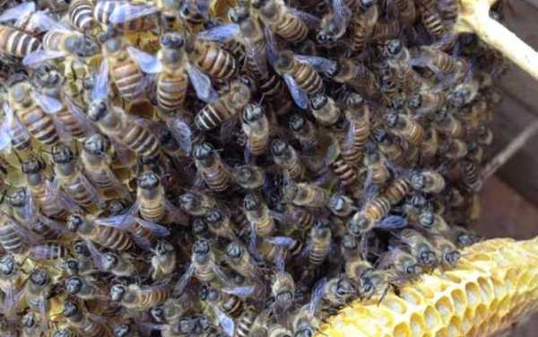  外界气温多少度蜜蜂会分蜂「温度多少蜜蜂容易分蜂」