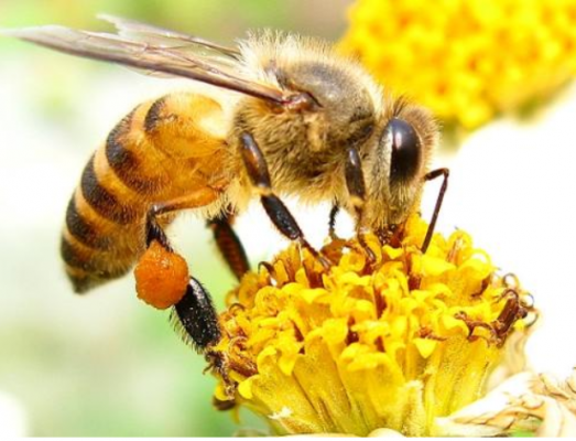  外界气温多少度蜜蜂会分蜂「温度多少蜜蜂容易分蜂」