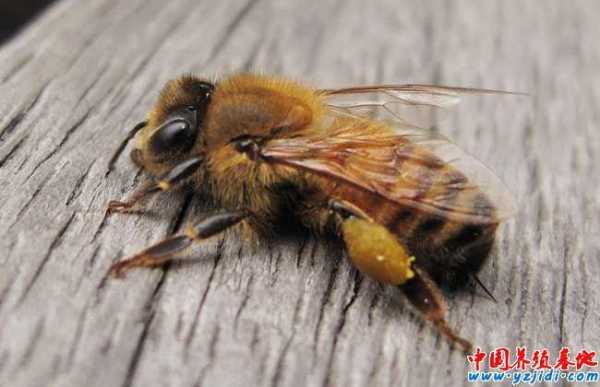 脚长不产蜂蜜叫什么蜂_脚很长的蜜蜂是什么蜂