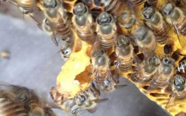 中蜂怎样取蜜不伤仔视频 怎么让中蜂采荆条蜜