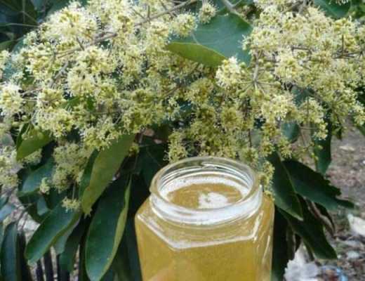 鸭脚木蜂蜜的价钱-鸭脚木蜂蜜卖多少一斤