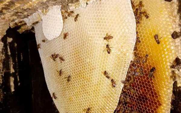 蜜蜂安全温度是多少（蜜蜂正常温度是多少?）