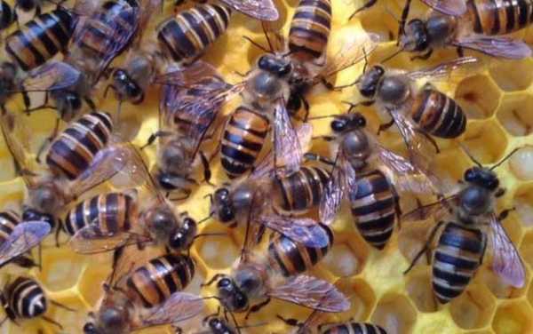 一群蜂一年能分几群蜂