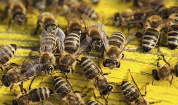 蜜蜂一天能产多少蜂