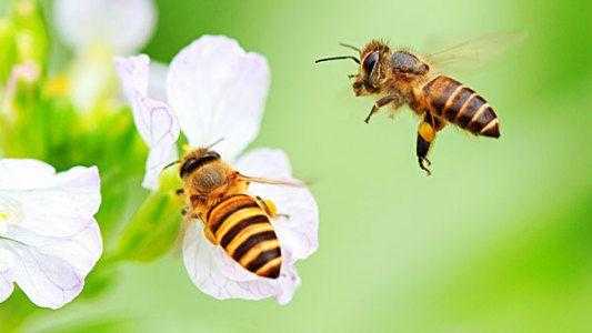 蜜蜂是干嘛的 蜜蜂是蜜蜂的什么作用