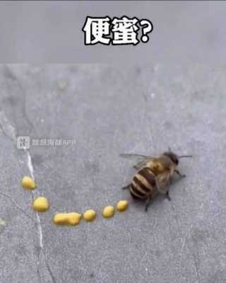蜜蜂排泄时怎么紧脾（蜜蜂排泄物怎么处理）