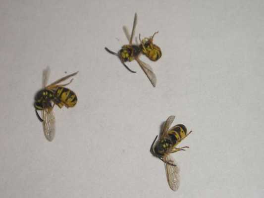 蜜蜂的害虫有哪些