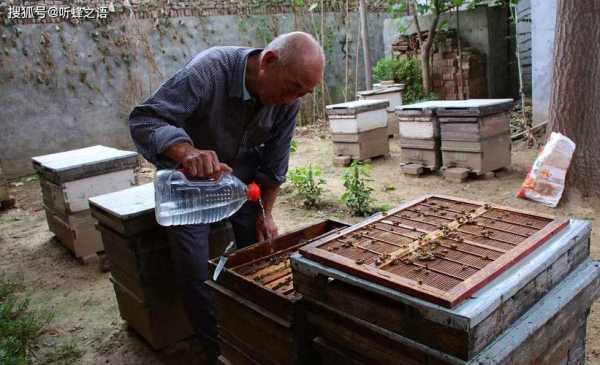 中华蜜蜂越冬如何饲喂 冬季中华蜜蜂怎么管理