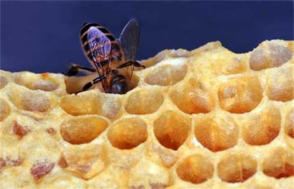 蜜蜂 分蜂 蜜蜂分蜂是什么样