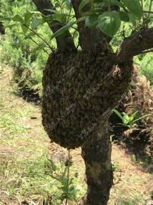 野蜜蜂巢一般在什么地方