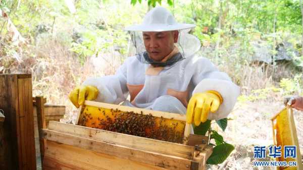 正宗土蜂蜜多少钱一斤_野生蜂蜜市场价多少一斤