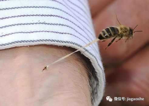 对蜜蜂蜂毒过敏怎么办