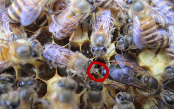 蜜蜂交尾群组建和管理-蜜蜂交尾的温度是多少