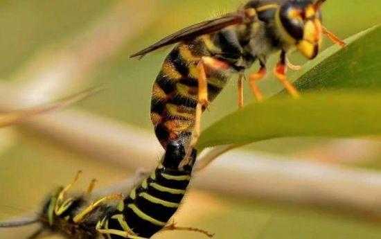 蜜蜂交尾群组建和管理-蜜蜂交尾的温度是多少