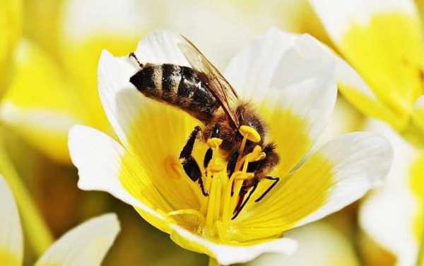 什么样的蜜蜂才有蜂蜜呢-什么样的蜜蜂才有蜂蜜