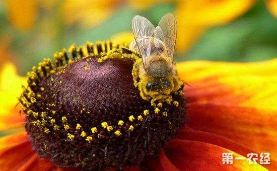 蜜蜂可以吃些什么