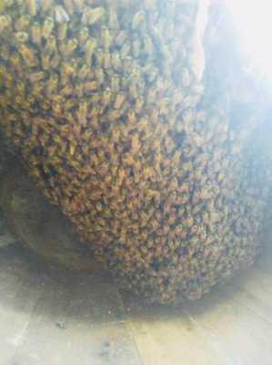 莲蓬蜂巢是什么蜂