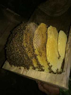 莲蓬蜂巢是什么蜂