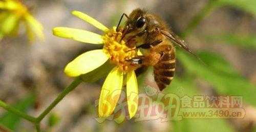 什么花的蜂花粉好 什么花粉哏中蜂好