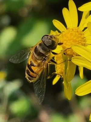 蜜蜂采蜜范围有多大