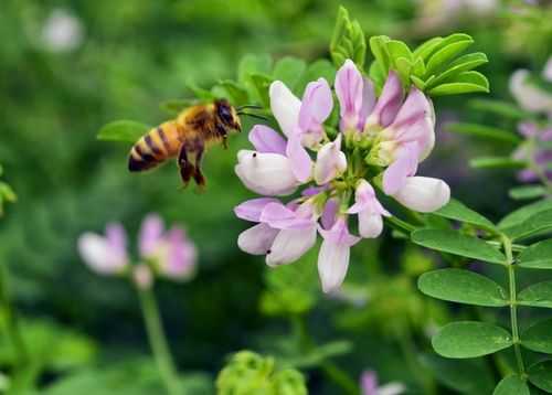 苜蓿花蜜蜂可以采到蜜吗