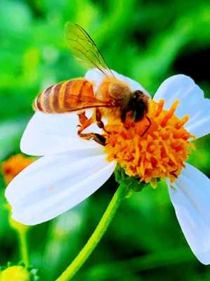 春季找蜜蜂
