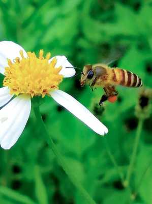 春季找蜜蜂