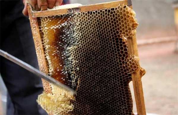 中蜂怎样取蜜最好视频-中蜂怎么多取蜜