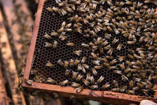 蜜蜂怎么捕食 蜜蜂怎么抽脾到弱群