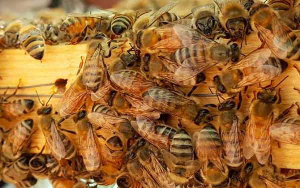 意蜂的寿命有多长-意蜂在中国养的有多少年了