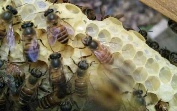 蜜蜂不封盖是什么原因（蜜蜂不上框怎么办）