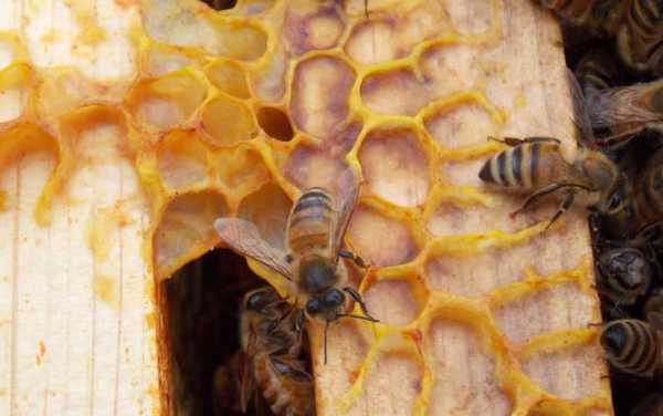 蜜蜂为什么要产蜂胶-蜂为什么吃蜂卵