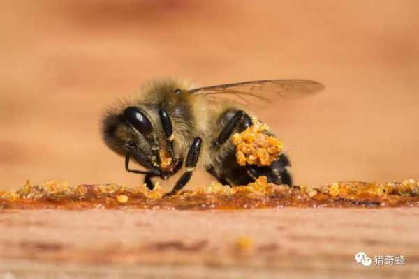 蜜蜂为什么要产蜂胶-蜂为什么吃蜂卵