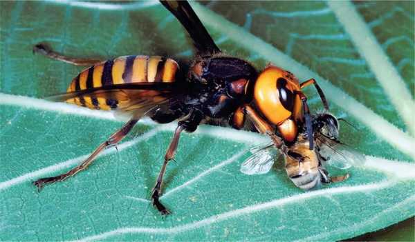 大蜜蜂是什么蜂种_大蜜蜂是什么蜂种图片