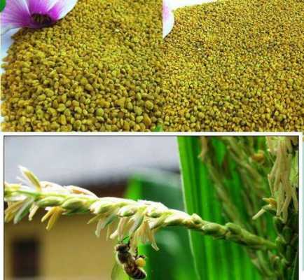 玉米花粉食用方法