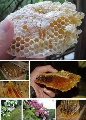 怎样识别野生蜂蜜