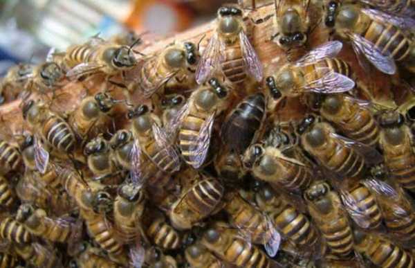 蜜蜂秋季怎么治螨（春天蜜蜂治螨应该在何时好?）