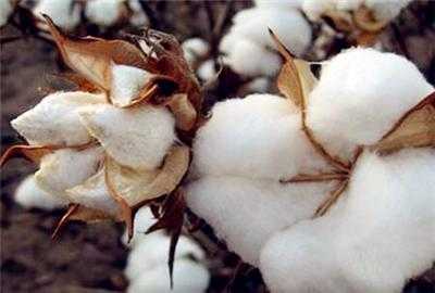 棉花多少钱一斤有收的,棉花多少钱一斤啊 