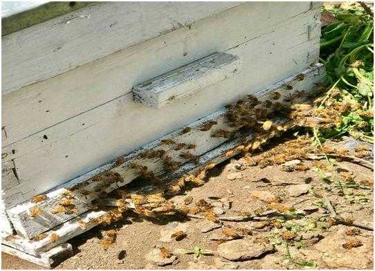 怎么防止蜜蜂分群_如何防止蜜蜂飞逃