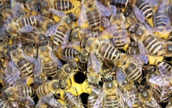 中蜂个体大小多少厘米