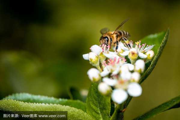蜜蜂用什么采蜜,蜜蜂用什么传花粉-蜜蜂靠什么采集花粉