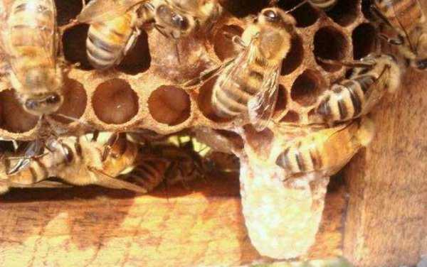 蜜蜂造王台要多少时间才能造好