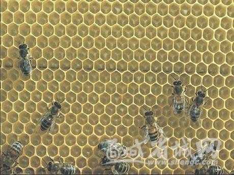 蜜蜂怎么蜂巢（蜜蜂怎么蜂巢储存的）