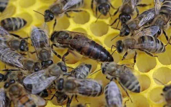 多少工蜂能养一个蜂王（一个工蜂能喂养多少幼虫）