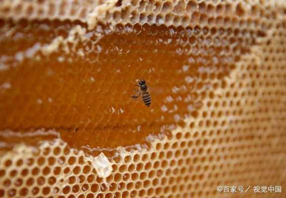 一只蜜蜂能产多少蜂蜜水 一只蜜蜂能产多少蜂蜜
