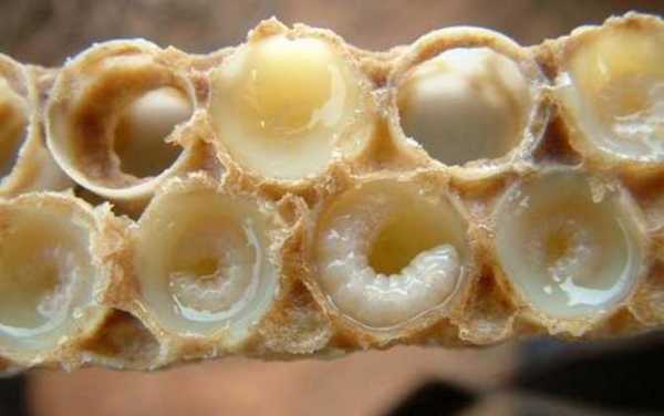 吃蜂王胎为什么会拉肚子