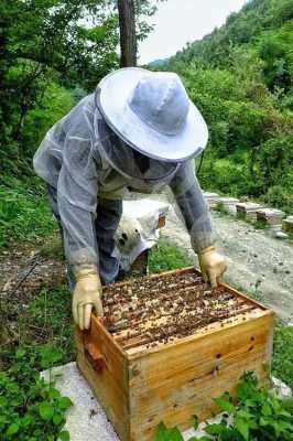 一箱蜜蜂一次取多少斤蜜